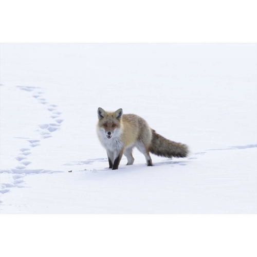 Anon, Josh 아티스트의 Japan, Hokkaido, Tsurui Red fox in a snowy field작품입니다.